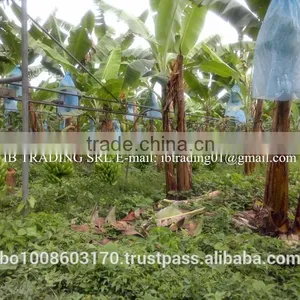 Fresh Bananas thumbnail-1