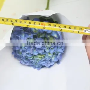 Fresh Factory Direct Flower Hydrangea thumbnail-2