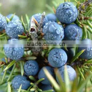 100 Pure and Natural Juniper Berry Essential Oil thumbnail-1