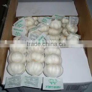 Fresh White Garlic thumbnail-6