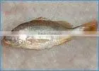 Frozen Red Snapper thumbnail-1
