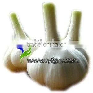 Fresh Der Knoblauch/garlic thumbnail-1