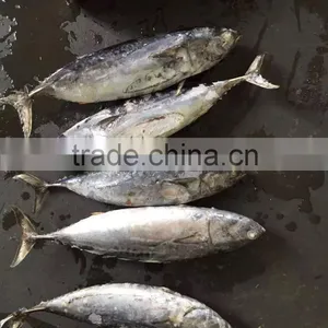2016 High Quality 400-700g of Frozen Whole Round Bonito for Sale thumbnail-4