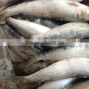 Frozen Food WR Sardine Fish 8-10pcs/kg for Canning thumbnail-3