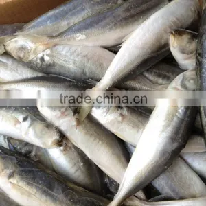 Frozen Round Scad 8-10pcs/kg thumbnail-3