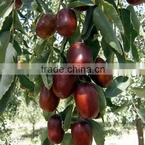 Best China Red Dates Delicious thumbnail-1