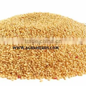 Amaranth Seeds thumbnail-1