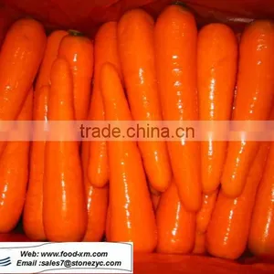 Bulk Carrot thumbnail-1