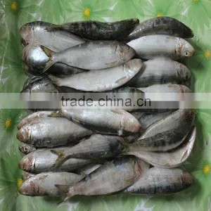 Competitive Price Frozen Sardine thumbnail-1