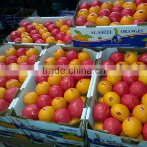 Fresh Navel Orange High Quality thumbnail-3