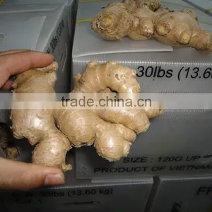 VIETNAM FRESH GINGER SIZE 150 UP thumbnail-2