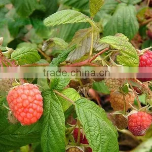 Raspberry Tree Seedling thumbnail-4