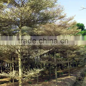 Terminalia Mantaly Tricolor Tree, Outdoor Plant, Variegated Madagascar Almond thumbnail-2