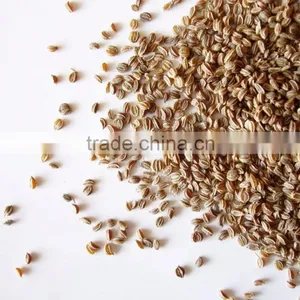 Celery Seed Essential Oil thumbnail-5