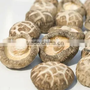 Factory Direct Sale Export Mushroom Price Dried Shitake thumbnail-1