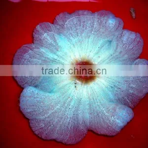 Coloured Anemone thumbnail-1