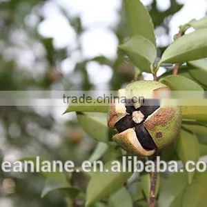 no Fertilizer & no Pesticide Camellia Oil Seed/tea Seed USDA NOP Organic Certificate thumbnail-5
