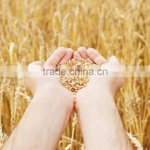 Chinese Biggest Supplier Agrolink Humate 70ha+15fa+14k2o Folibor Boron Fertilizers thumbnail-3