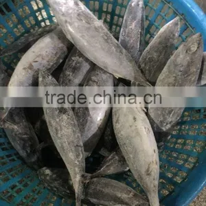 300-500g Seafrozen Bonito Fish Auxis Thazard thumbnail-3