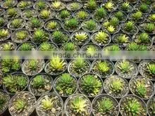 Haworthia Reinwardtii Variegata thumbnail-1