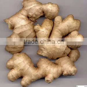 Young Ginger From China thumbnail-1