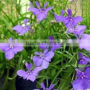 Sessile Lobelia, Lobelia, Flower Seeds , Herb Seed,vegetalbe Seed,fruit Seed,grass Seed thumbnail-1