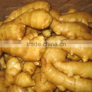 Export Good Quality Fresh Ginger thumbnail-1