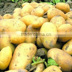 Fresh Potatoes Packed in Mesh Bag thumbnail-1