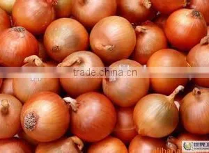 Export Onion thumbnail-1