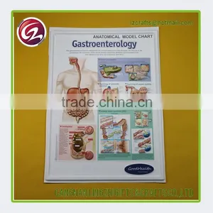 China Factory Custom Anatomical Medical Chart Quality Choice thumbnail-1