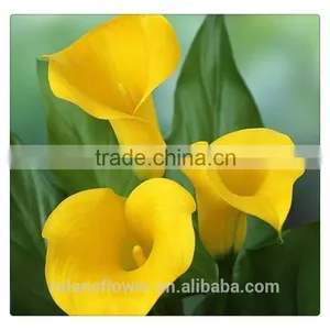 the Tipical Pura Color Fresh Cut Yellow Calla Lily Flower From China thumbnail-1