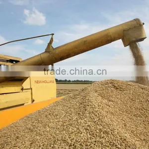 Hot Beer Barley in Summer,origin Australia thumbnail-4
