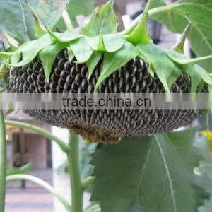 Chinese Sunflower Seed Kernel 5009/0409/3638/363 Fengkui Type thumbnail-2