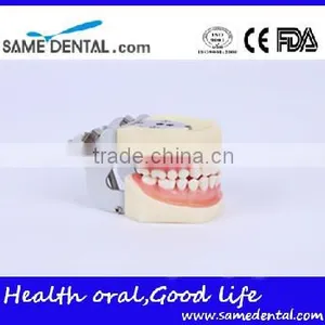 Detachable Dentition Model for School Education Dental Model thumbnail-2