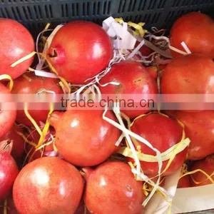 Fresh Pomegranate Fruit Supplier in India / Malaysia / Singapore / Dubai / Maldives / Sri Lanka thumbnail-1