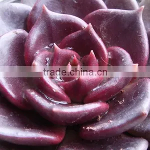 Echeveia 'Black Prince' of Succulent Plants thumbnail-6