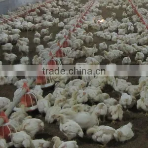 Automatic Breeder Farm Equipment thumbnail-2