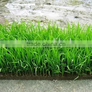 Latest Fashion Best Choice Rice Seedling Tray thumbnail-2