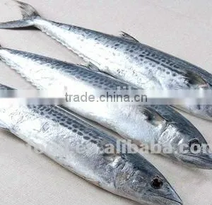 Frozen Spanish Mackerel Big Size thumbnail-1