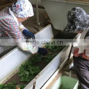 Natural and Good Quality Qualite Azawad Health Benefits Chunmee Green Tea Mulberry Tea With Hight Quality Made in Japan thumbnail-6