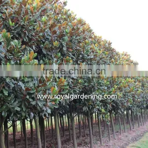 Magnolia Grandiflora Cold Hardy Landscaping Trees thumbnail-1
