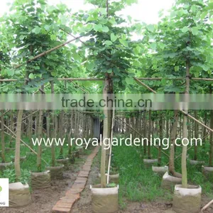 Bauhinia Variegata of Outdoor Decorative Ornamental Landscape Plants thumbnail-1