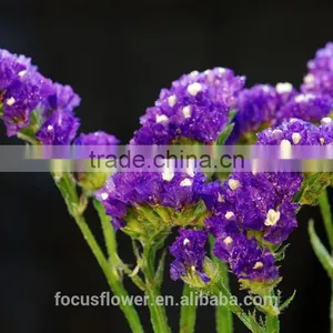 Flower Fresh Cut Flower Trusted Suppliers Purple Statice Popular Wholesale Festival Items thumbnail-3