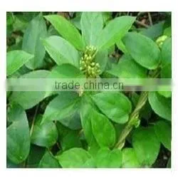 Healthcare Loss Weight Product Gymnema Sylvestre thumbnail-1