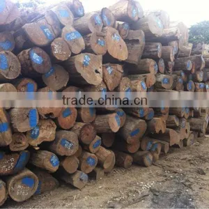 PTEROCARPUS SP LOGS ( HUONG TIA LOGS ) FROM LAOS thumbnail-1
