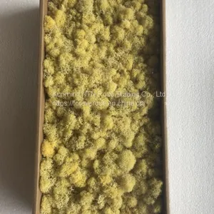 Make Beautiful Preserved Nature Garlands With Stabilized Moss thumbnail-1