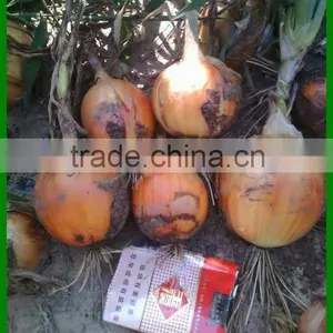Wholesale Yellow Onion Packing In Mesh Bag At A Competitive Market Price thumbnail-2