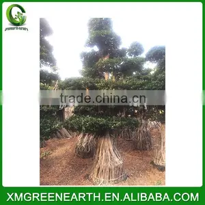 Ficus Microcarpa Multiroots 2.5m thumbnail-2