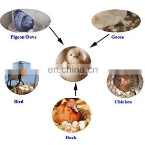 Chicken Egg Incubator Industrial Poultry Egg Incubators Automatic 5000 Hatching Eggs Hatchery Machine Price Wholesale thumbnail-1