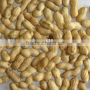 Delicious Roasted Peanut in Shell thumbnail-1